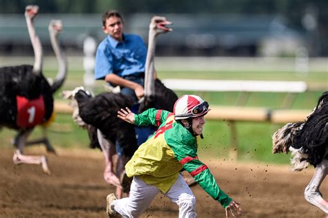 Ostriches Racing