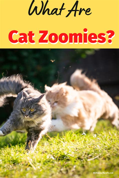 cat zoomies after pooping