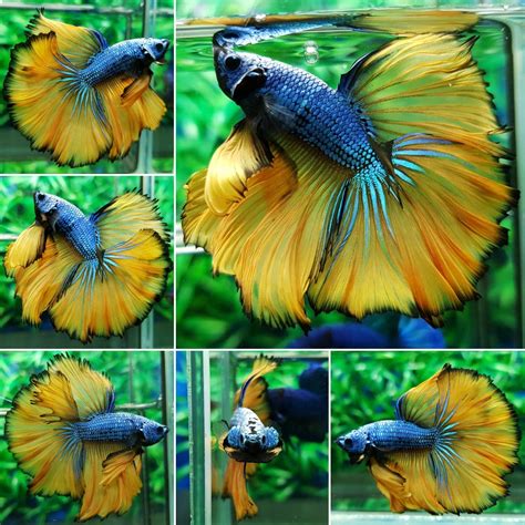 What Do Betta Eat and How to Feed Betta? Best Betta Fish Food ~ Betta Aquarium King
