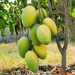 Dudhiya Malda Mango | Hybrid 1 Healthy Live Plant | Grafted Plant | 2 ...
