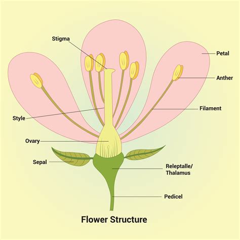 Flower Structure 的图像结果