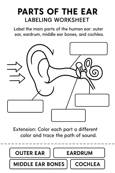 Parts of the Ear Labeling Worksheet - Download & Print Now!