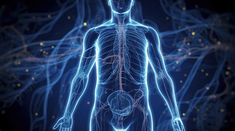 Image result for Endocrine System Transparent Background