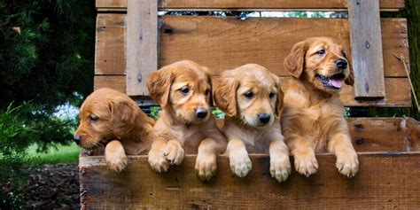 Image result for First Breeding Dogs