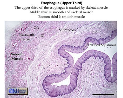 Histology - Esophagus - Layers | Histology slides, Microscopic photography, Medicine notes