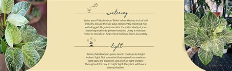 UGALOO Philodendron Birkin-White Wave Air Purifier Plant (Pack of 1 ...