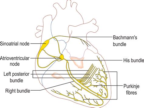 Conduction with heart outline | Conduction, Heart electrical, Nurse