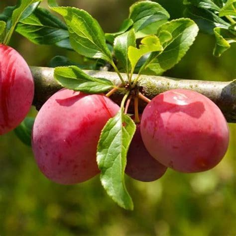 Aloo Bukhara Grafted Tree – Juicy Summer Plum with Tangy-Sweet Flavor ...