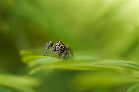 Are Jumping Spiders Poisonous? | Lakewood Spider Control