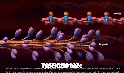 Image result for Mucscl Contraction Animation