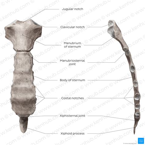 Sternocostal joints: Bones, ligaments, movements | Kenhub