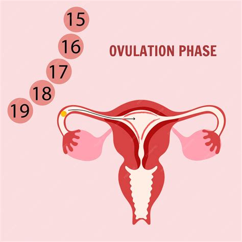 Premium Vector | Woman's period one of the stages menstrual cycle ovulation phase vector ...