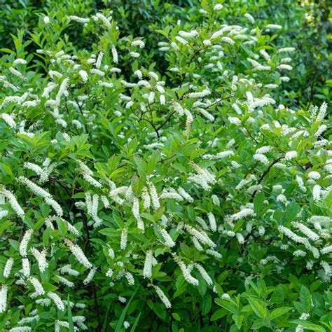 Itea Plant for Sale | Enhance Your Garden with Virginia Sweetspire ...