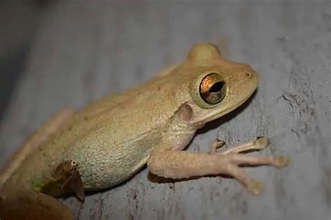 Image result for Different Tree Frogs
