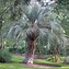 Image result for Pindo Palm Tree Facts