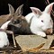 Image result for New Zealand Rabbit Colors