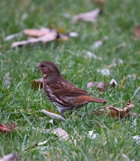 Image result for Sparrow Identification Guide