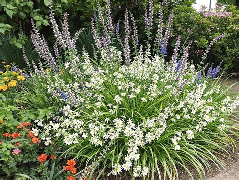 Drought Resistant Ground Cover