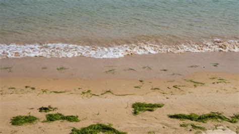 More than half of America's beaches contaminated with poop and sewage ...