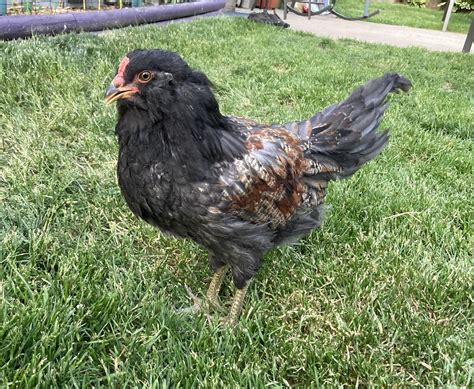9 Easter Eggers rooster or hen? : r/chickens