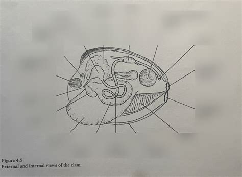 Image result for Clam Level 2