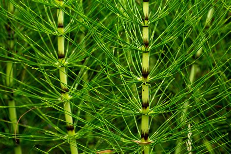 Horsetail (Equisetum arvense) - Integrative Lifestyle