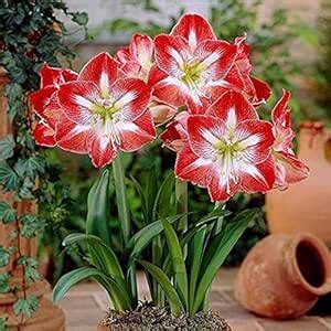 Mphmi Seedless Plant Flower Bulbs Plants Dutch Amaryllis (Mix Colors ...