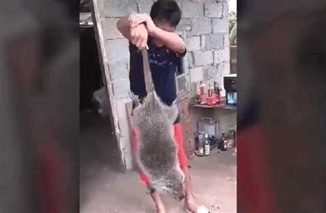 实拍男子捕获到一只27斤重的大老鼠, 网友: 这老鼠能把猫吃了!|实拍|猫|家鼠_新浪新闻