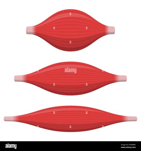 Image result for Muscle Contraction Functional Task