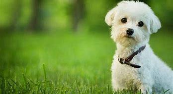 Image result for Cute Top 10 Dog Breeds