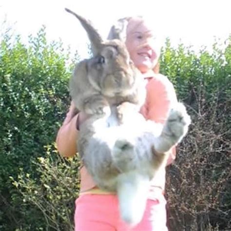 How Big Is A Giant Flemish Rabbit at Bryan Polley blog