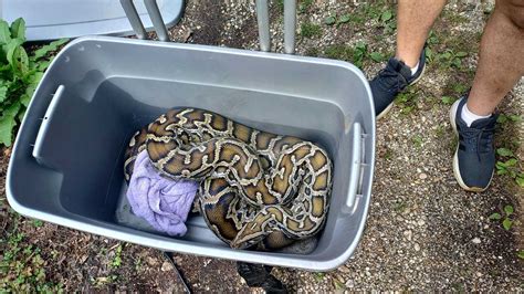 Image result for Fifty Feet Python