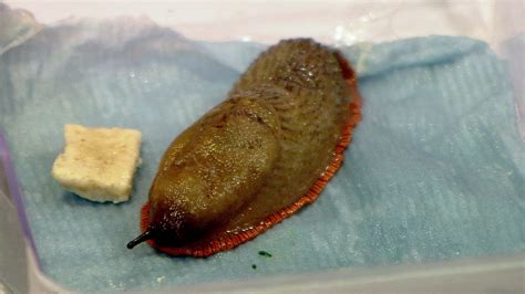 Spanish slugs: Public urged to report sightings - BBC News