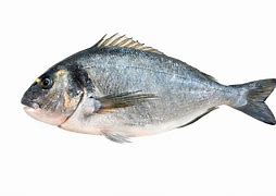 Image result for Deep Sea Bream