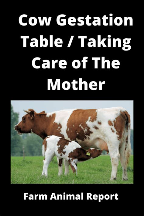 Cattle Gestation Table | Beef | Cow | Gestation Chart