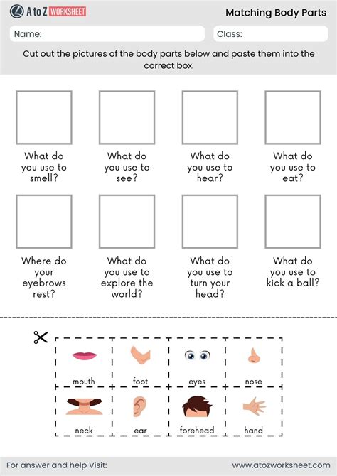 Body Parts Matching Worksheet (11+ Free Printable PDF) - A to Z Worksheet