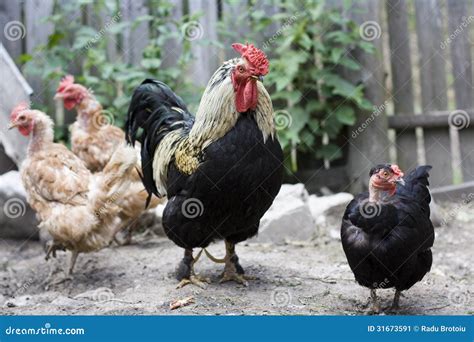 Rooster with chickens stock image. Image of farm, standing - 31673591
