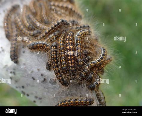 Western Tent Caterpillar Moth (Malacosoma californica Stock Photo - Alamy