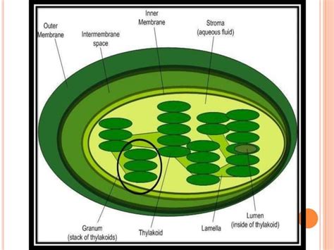 Image result for Class 9 Life Process Introduction