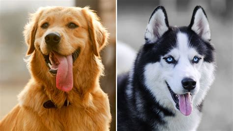 Is Golden Retriever Siberian Husky Puppy Right For Me? Pet Guides Reviews