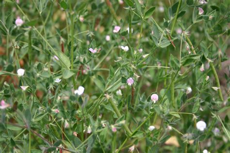 Silver Falls Seed Company - Clover - Spanish