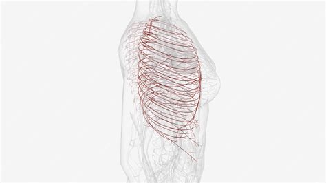 Premium Photo | Intercostal arteries are posterior branches along the length of the descending ...