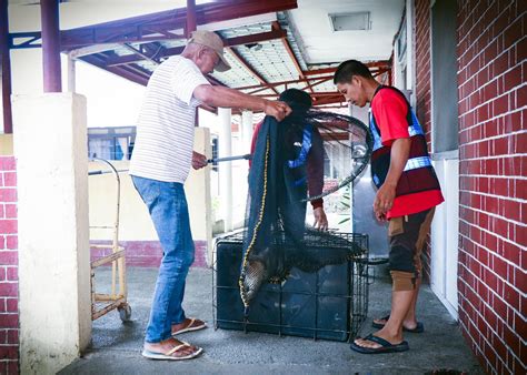 Bontoc intensifies catching and impounding of stray animals - North ...