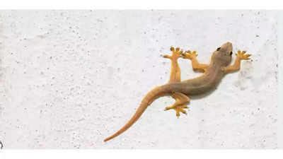 Are home lizards poisonous? Here's what to do if they bite you ...