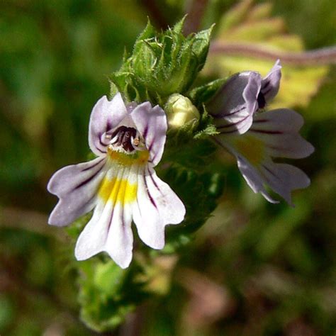 Очанка коротковолосистая (Euphrasia brevipila Burn, et Gremli ...