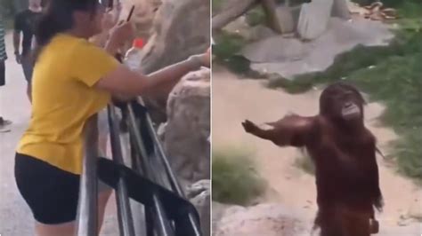 Orangutan demands food from visitor with a hilarious expression. Viral ...