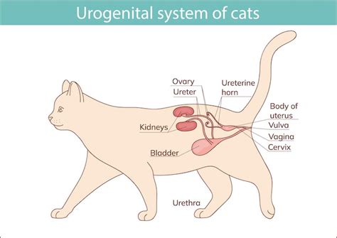 Anatomy cat Vectors - Download Free High-Quality Vectors from Freepik ...