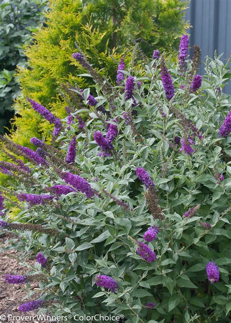 'Miss Violet' - Butterfly bush - Buddleia x | Proven Winners