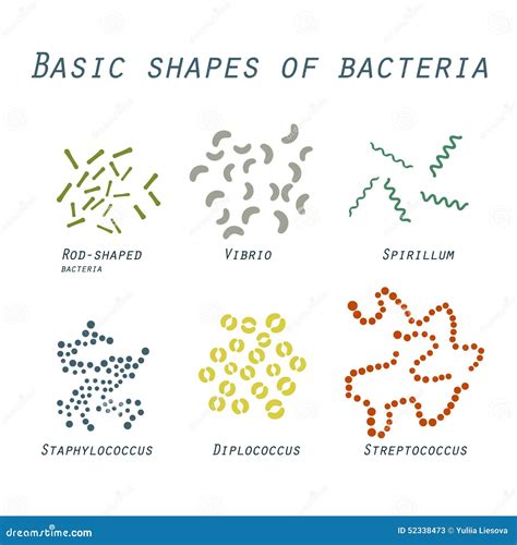 Illustration of Basic Shapes of Bacteria in Flat Design Stock Vector ...