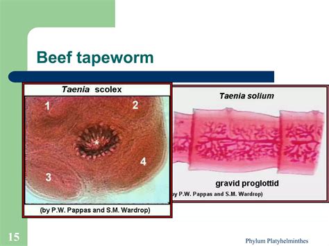 Phylum_Platyhelminthes.ppt